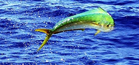 nassau fishing charters